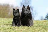 SCHIPPERKE 385